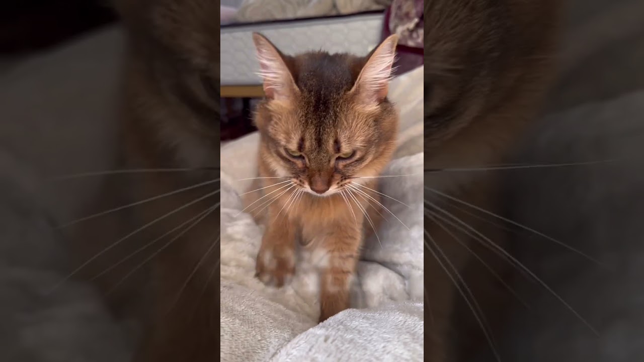 猫が大人になっても忘れない事