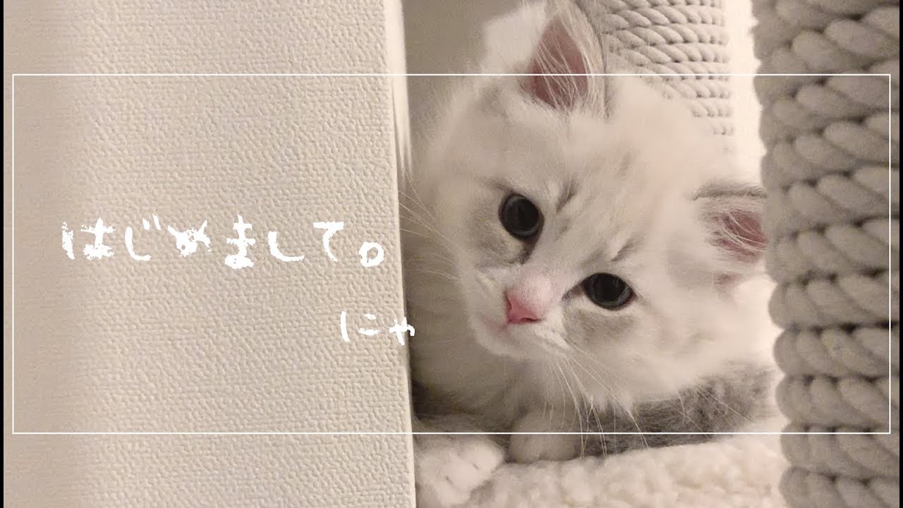 【猫】サイベリアンの子猫がめちゃくちゃかわいい。