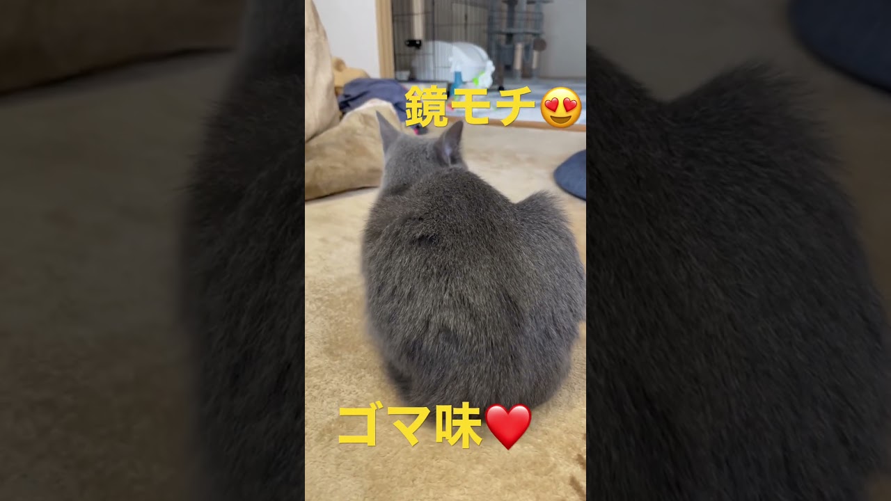 可愛いお尻を見せつける猫（ロシアンブルー）#shorts