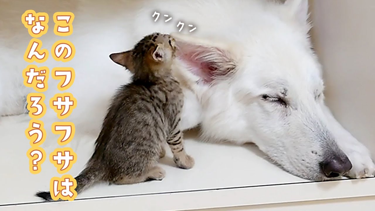 ワンコのお耳が気になる子猫さん｜PECO