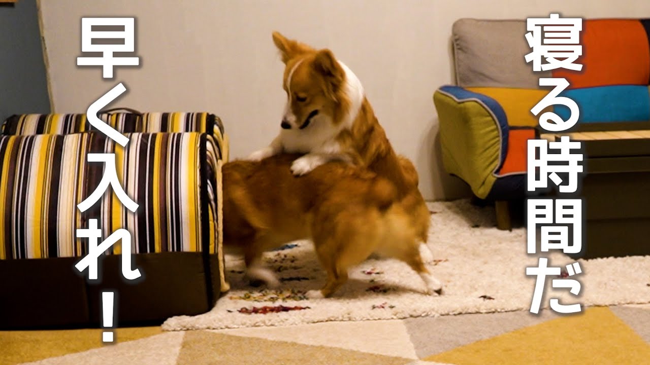 【100万再生突破！衝撃映像】９時になると、ハウスにブチ込まれる犬【コーギー】【マンチカン】