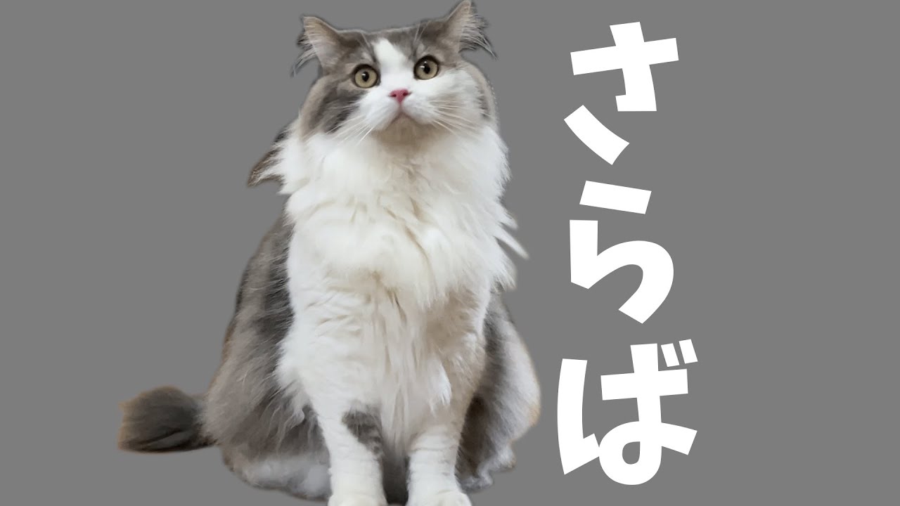 猫とのしばしの別れ【サイベリアンフォレスト】
