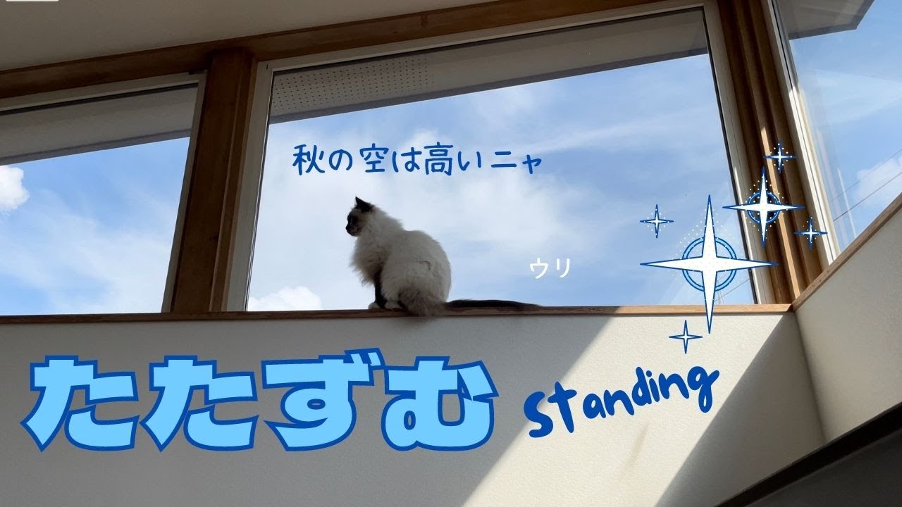 バーマン猫は高い所が好き【たたずむ】Standing（バーマン猫）Birman/Cat