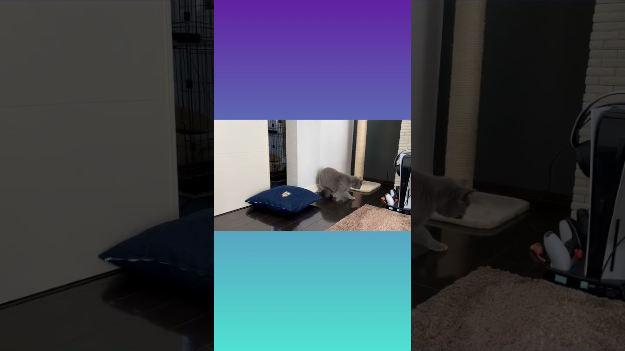 ちゅーたくんと追いかけっこするネコ【シャルトリュー/Chartreux cat】#short