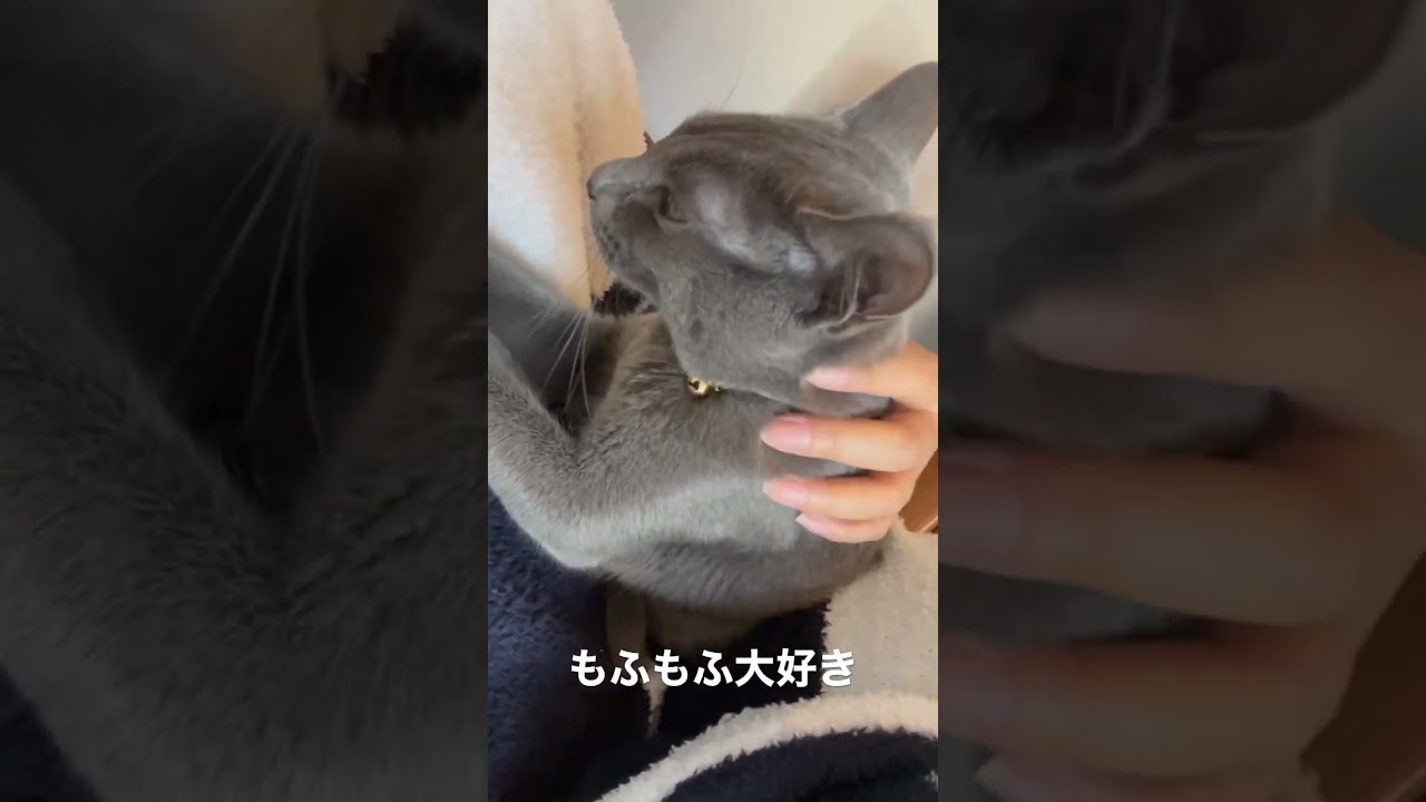 生後7ヶ月ロシアンブルー。もふもふ大好き。もふもふ見るとふみふみしてます。