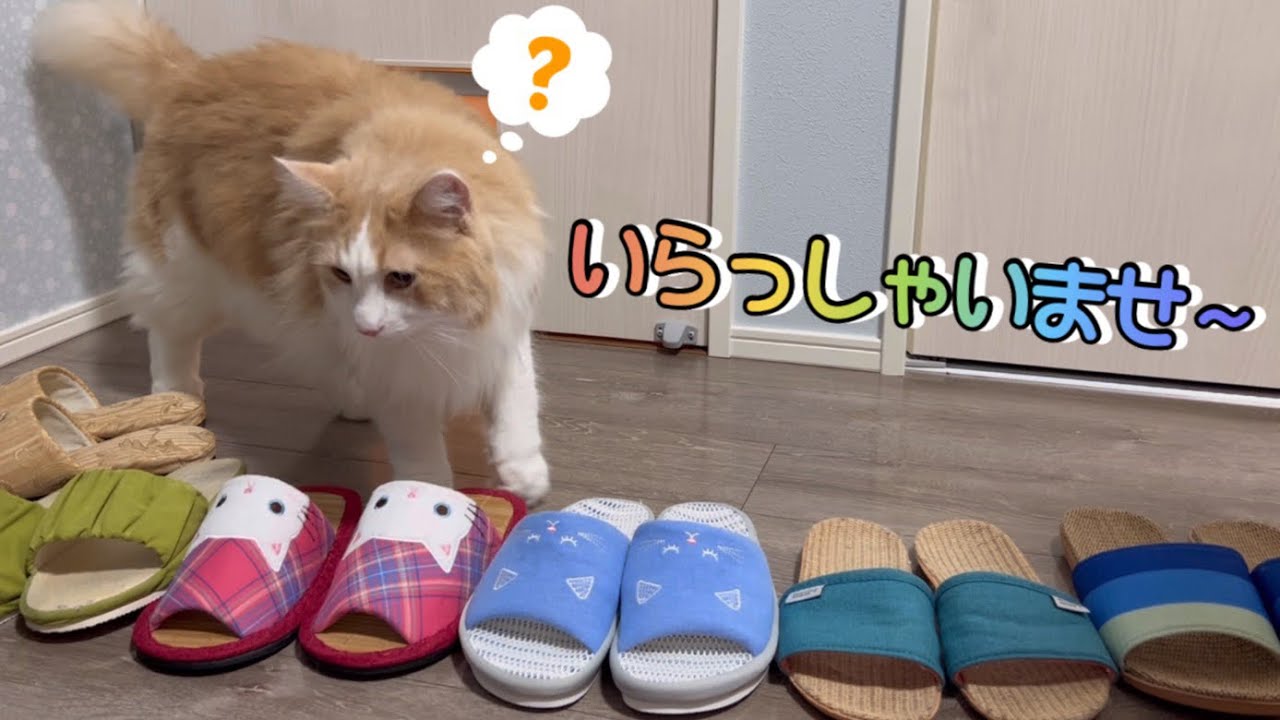 【おひとついかが？】スリッパ好きのターキッシュアンゴラのためにお店を開いてみたwww