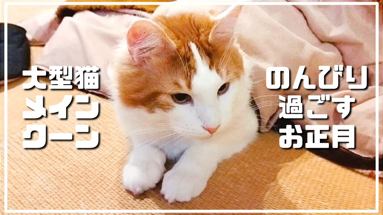 【メインクーン】猫と過ごす何もしないお正月が幸せすぎました。Spending the New Year with a cat is too happy