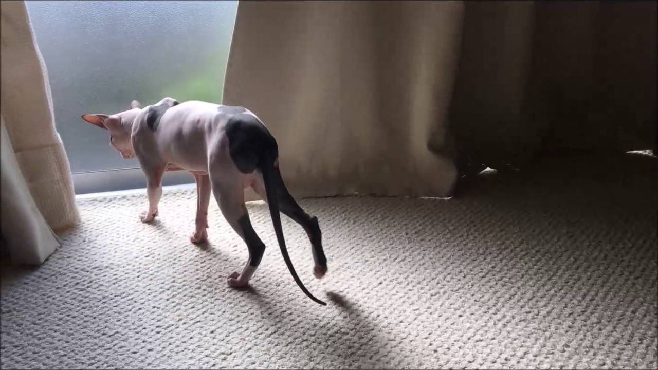 スフィンクス 仔猫と先住猫が仲良くなるまで