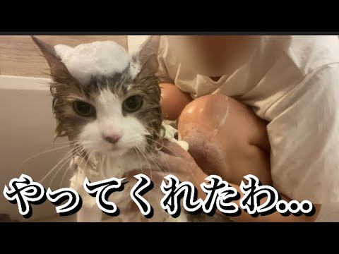 猫の正月ぶち壊してしまったかも【ノルウェージャンフォレストキャット】
