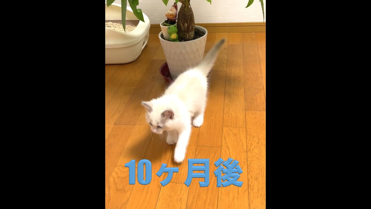 この子どんだけ大きくなろうとする？という表情したラグドールキャットが可愛すぎた #Shorts