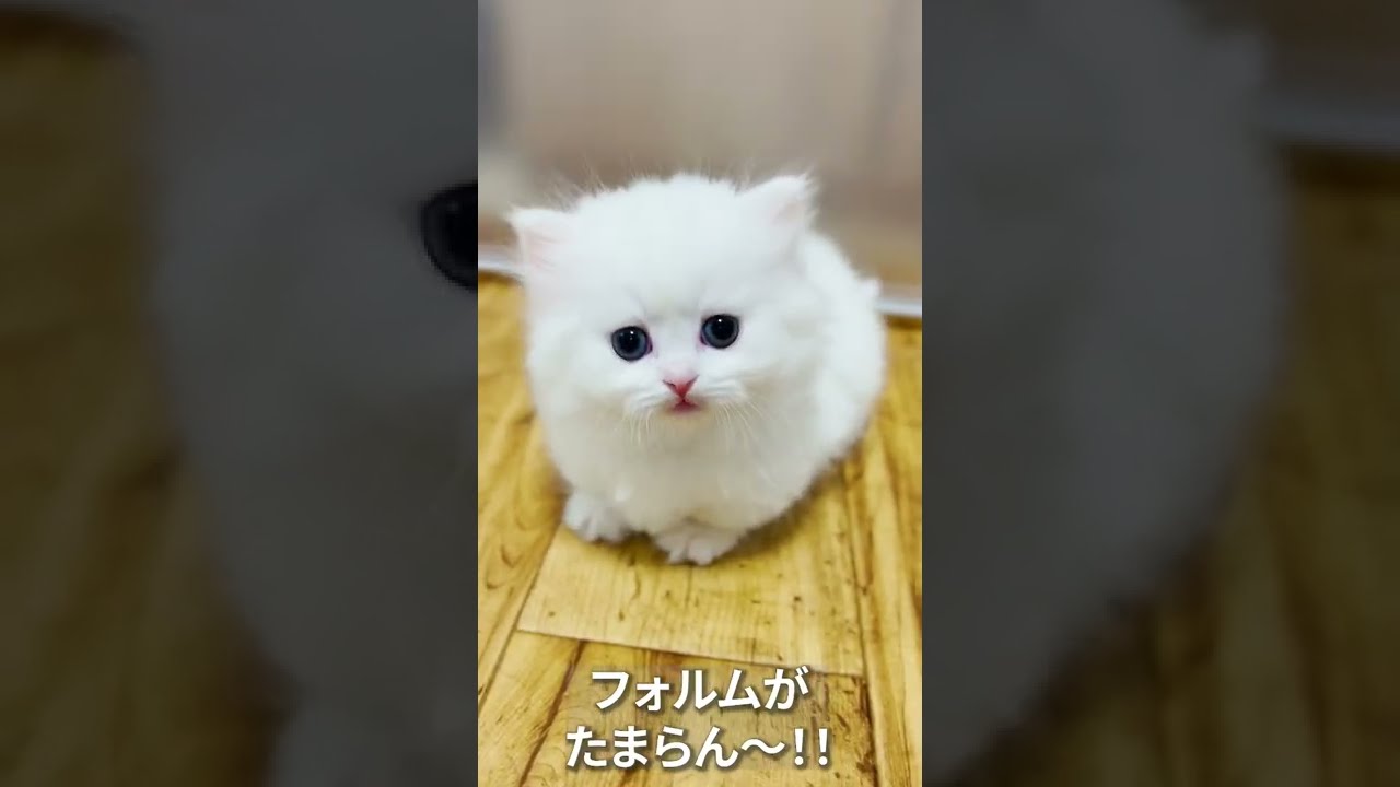 【子猫の成長記録】#shorts #ミヌエット #マンチカン #子猫