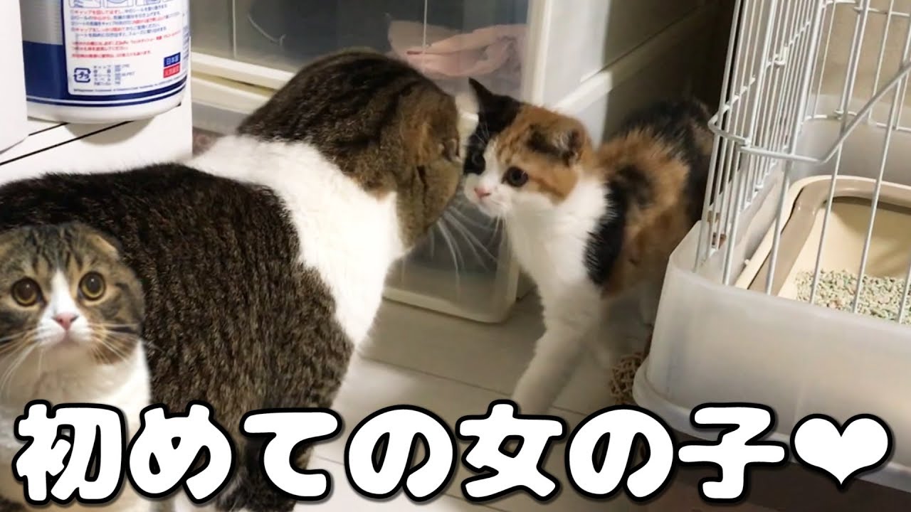 女の子に意地悪する猫【スコティッシュフォールド】【Scottish Fold】