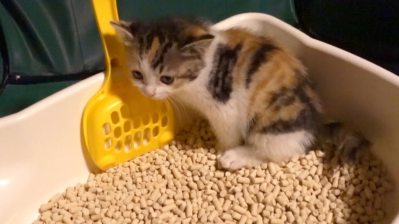 初めてのトイレで鳴き叫んでしまう子猫
