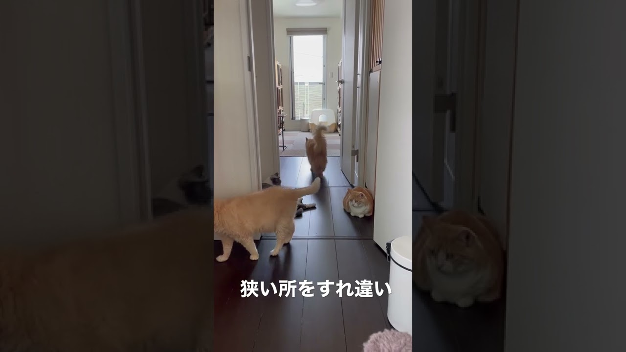 セルカークレックスとスコティッシュがすれ違い