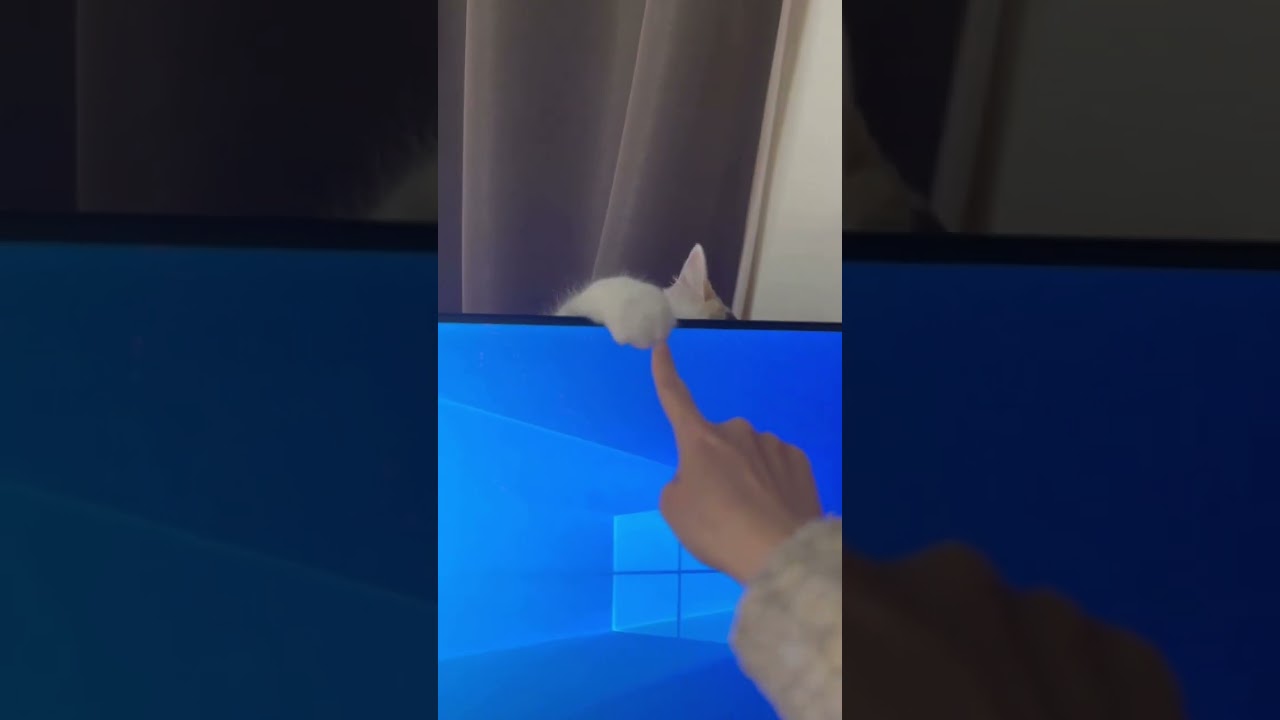 仕事中のかまって猫 #スコティッシュフォールド