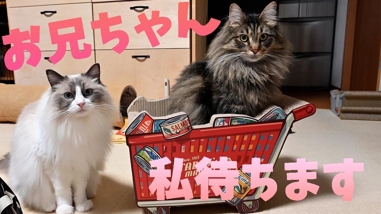 末っ子サイベリアンに遠慮して拗ねるメインクーンとメインクーンに気を使うラグドール！お兄ちゃんおねちゃんは大変です。