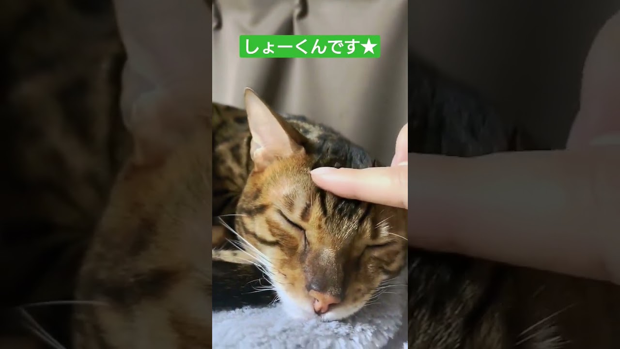 ベンガル&ロシアンブルー　2023年もよろしくお願いいたします