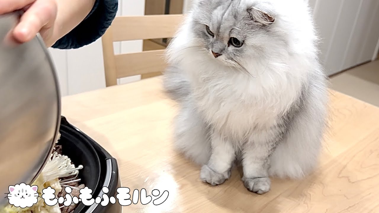 料理を観察したがる猫の圧が強めです 【サイベリアン】