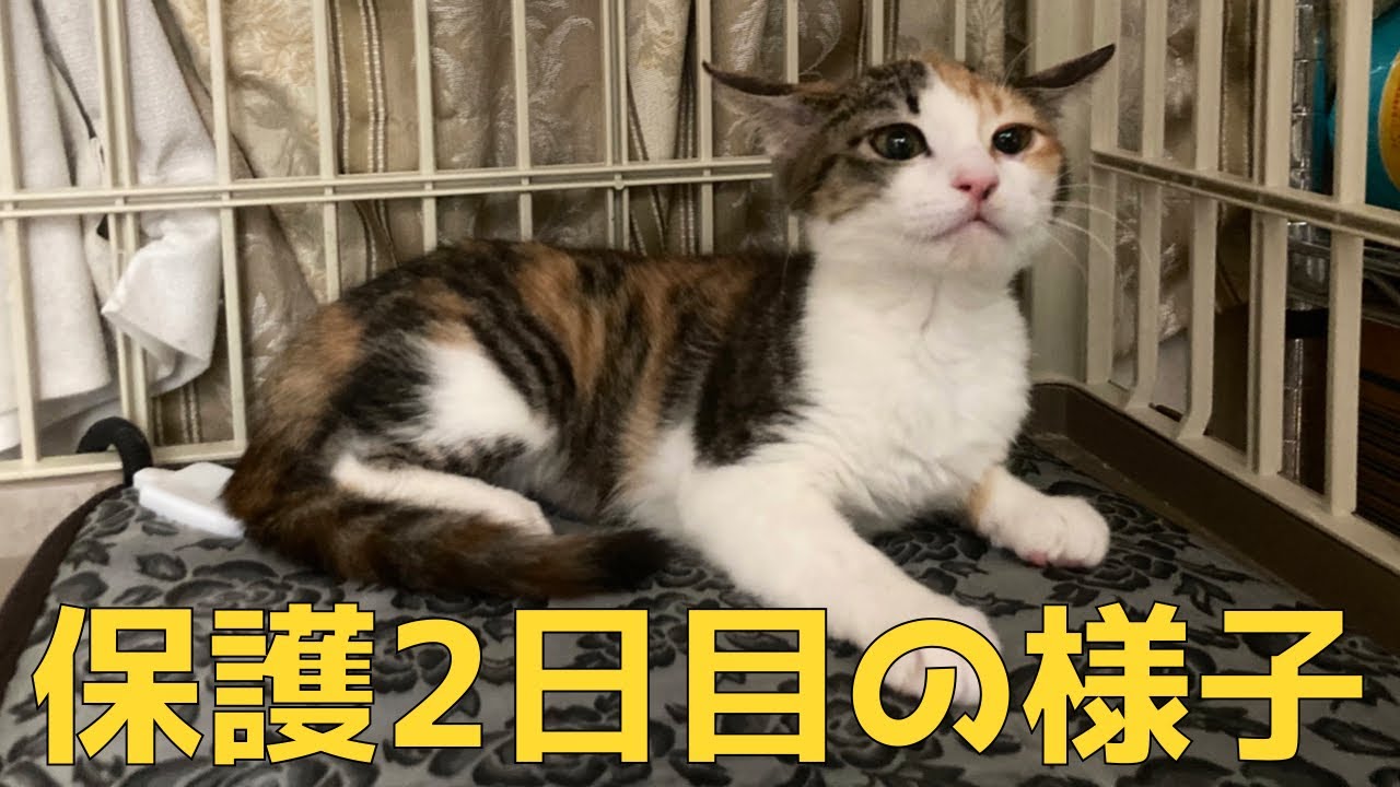 保護子猫2日目の様子。警戒心強すぎ。