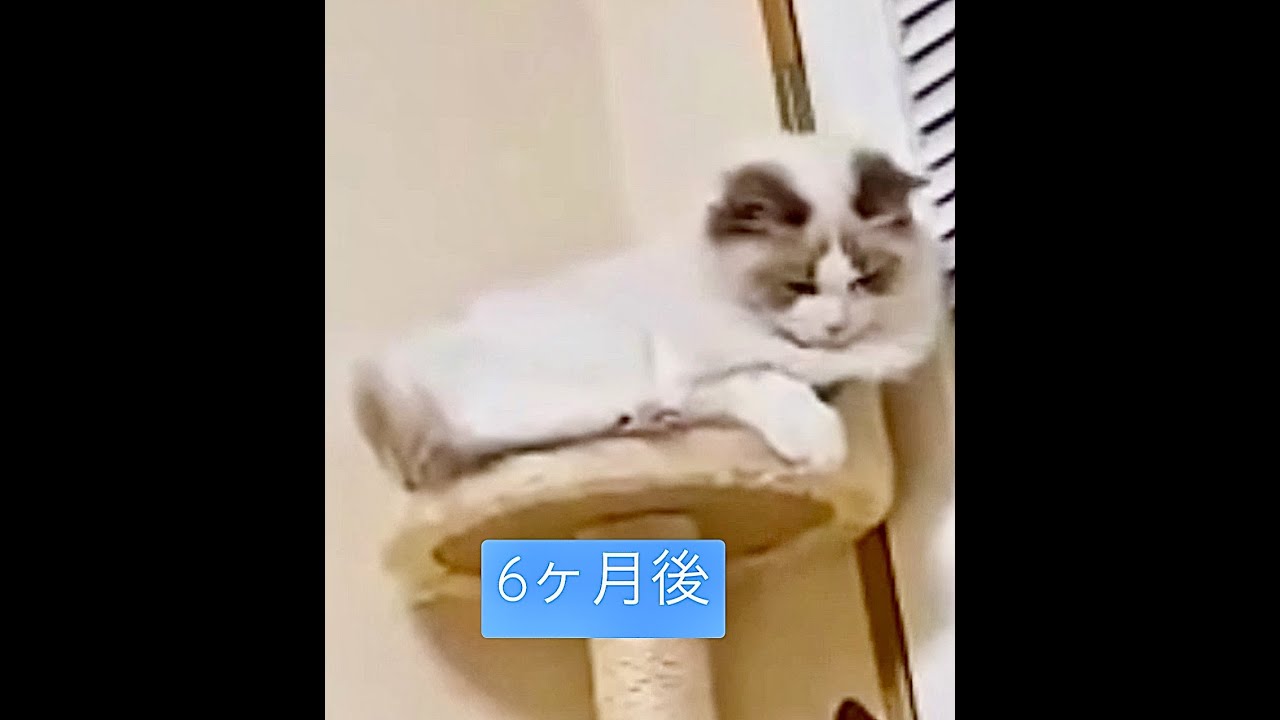 世界一重い猫種ラグドールキャットの半年後の骨格の変化が凄かった