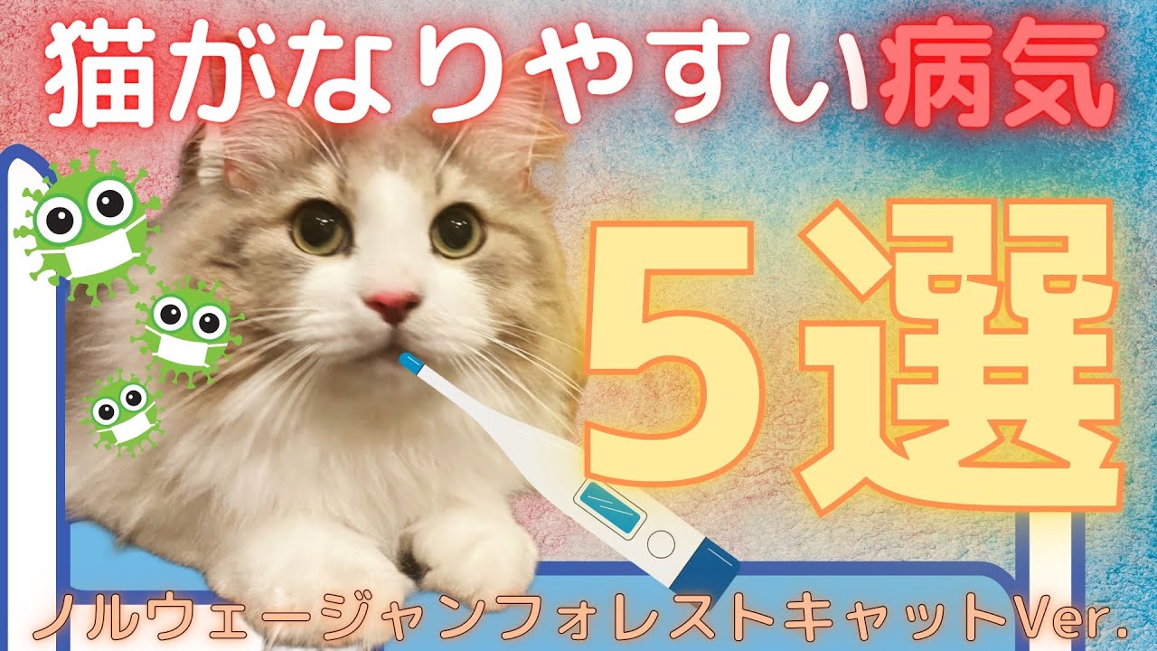 猫がなりやすい病気5選【ノルウェージャンフォレストキャットver.】