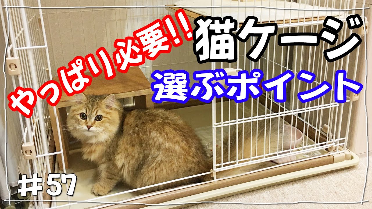 【猫ケージ必要？？】アイリスオーヤマキャットケージ3段使用レビュー!! 選んだポイントを紹介！