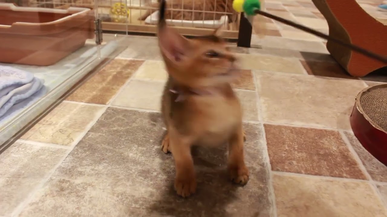 No60052 アビシニアン 2022年6月19日生まれの男の子