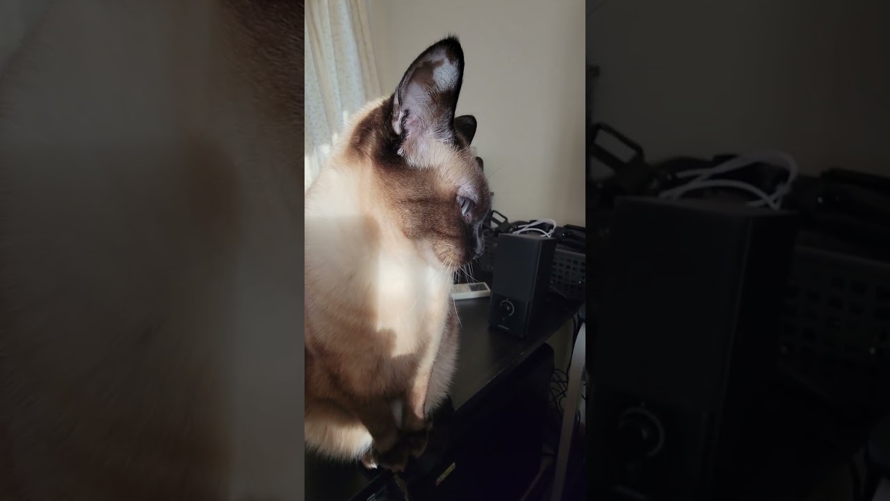 うさぎ耳になったシャム猫🐇 #Shorts