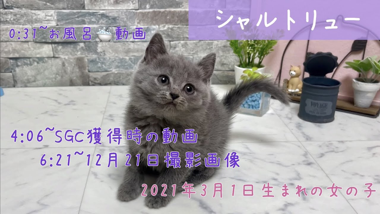 【ナナハチ’s ROOM】シャルトリュー ☆ブルーの女の子　20220110