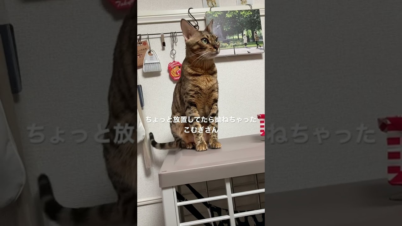 ほんの10分でも… #こむぎ #ベンガル #ベンガル猫