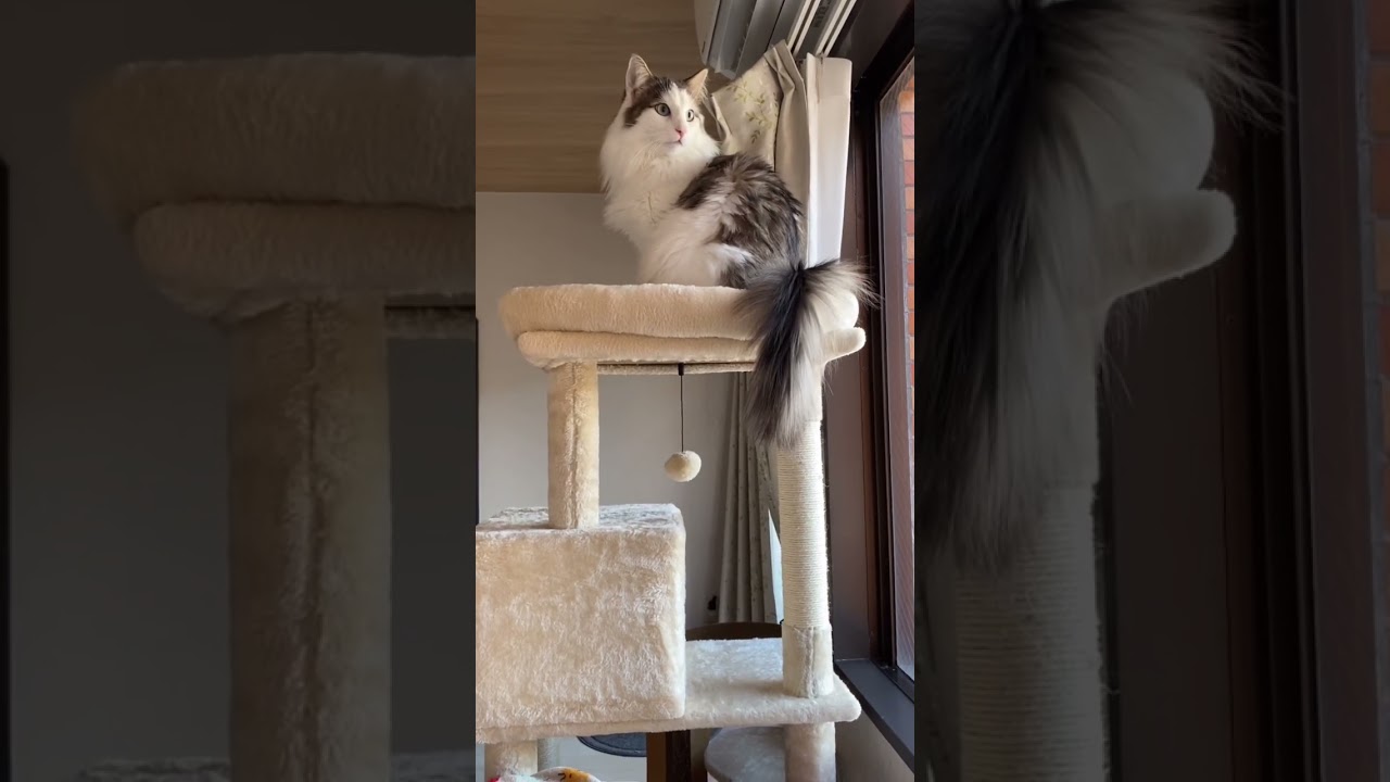 キャットタワーのテッペンへの登り方　#shorts  #ノルウェージャンフォレストキャット  #ねこのきもち