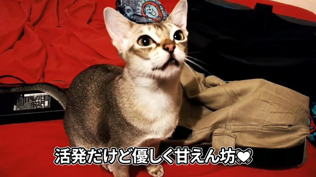 【シンガプーラ】世界最小！！の妖精猫！シンガプーラかわいいシーン集【鳴き声】