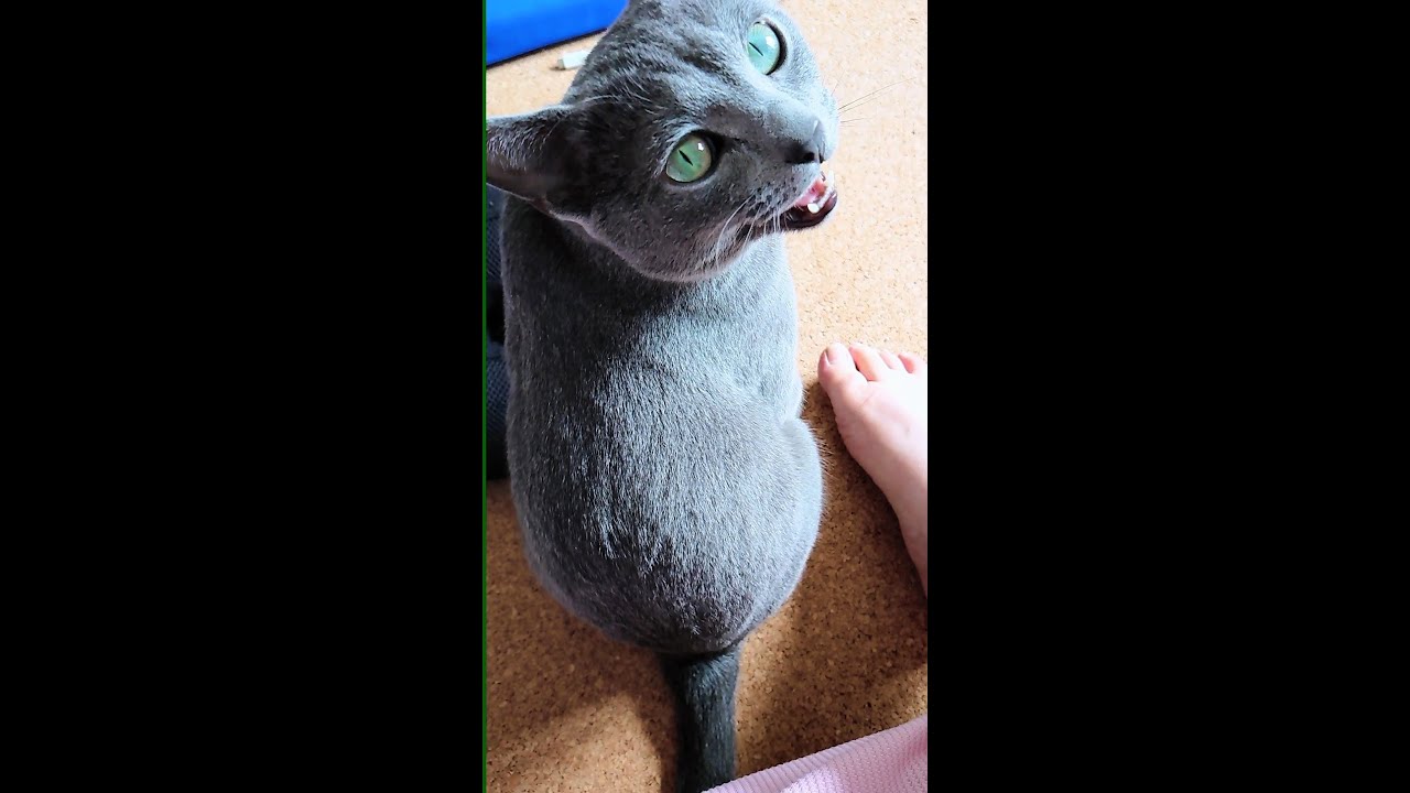 【猫動画】呼ぶと返事をしてくれるロシアンブルー【russianblue】Russian Blue who will reply when you call