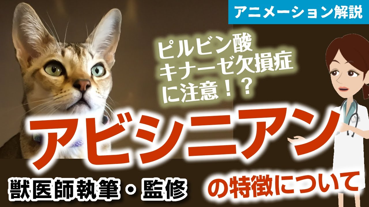 アビシニアンの特徴や気を付けたい病気など【獣医師執筆監修】