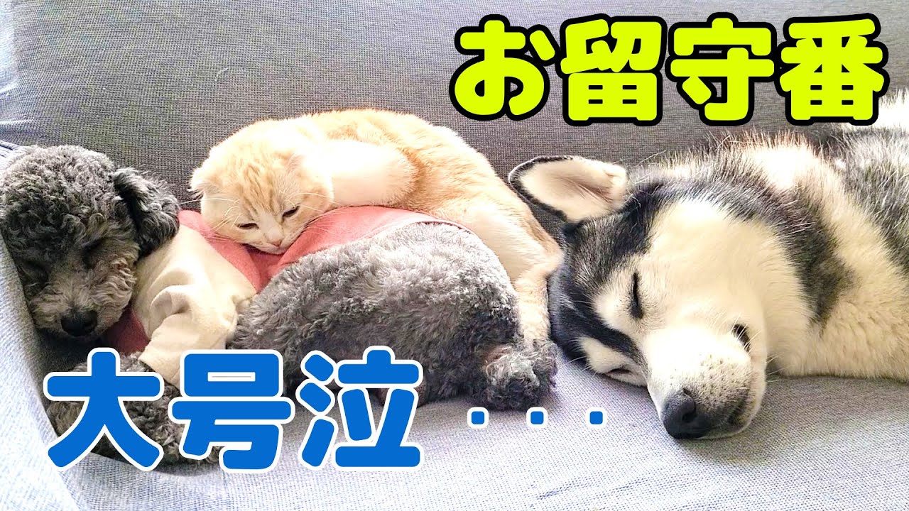 子猫とハスキー犬達のお留守番を隠し撮りしてみたら寂しすぎて大号泣してた...