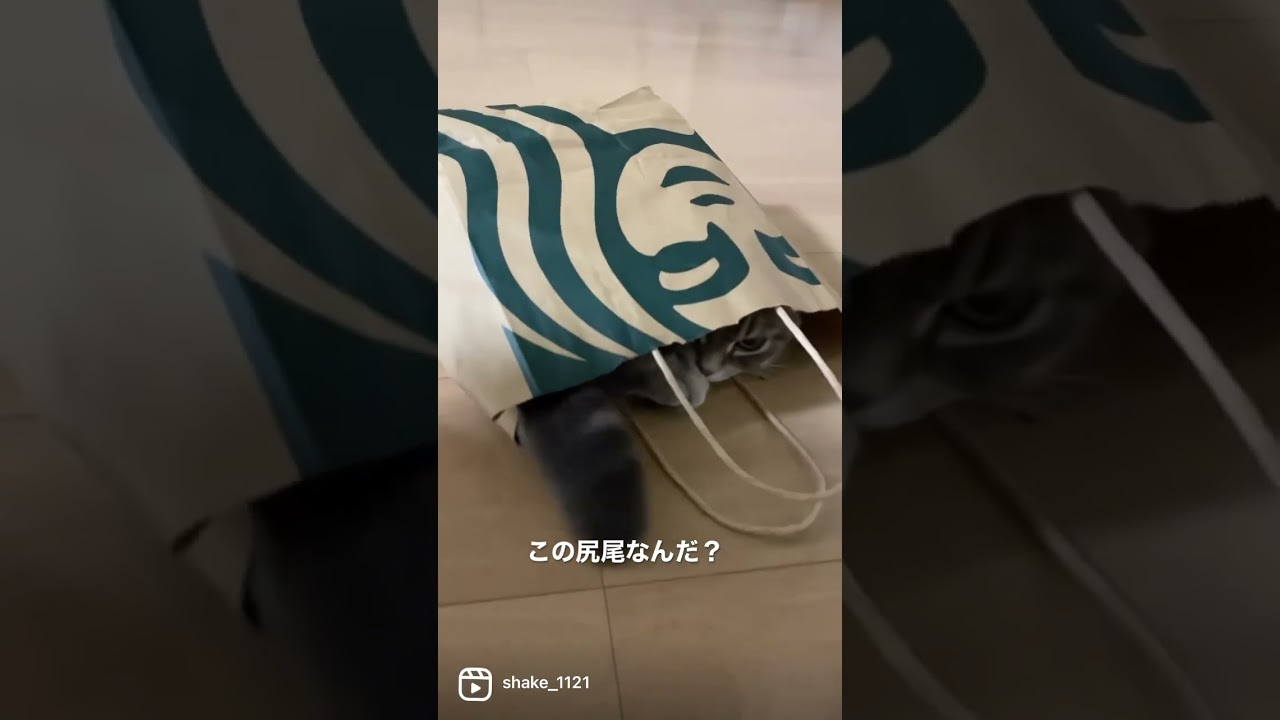 かくれんぼする猫がこちら   #マンチカン #短足マンチカン #Shorts