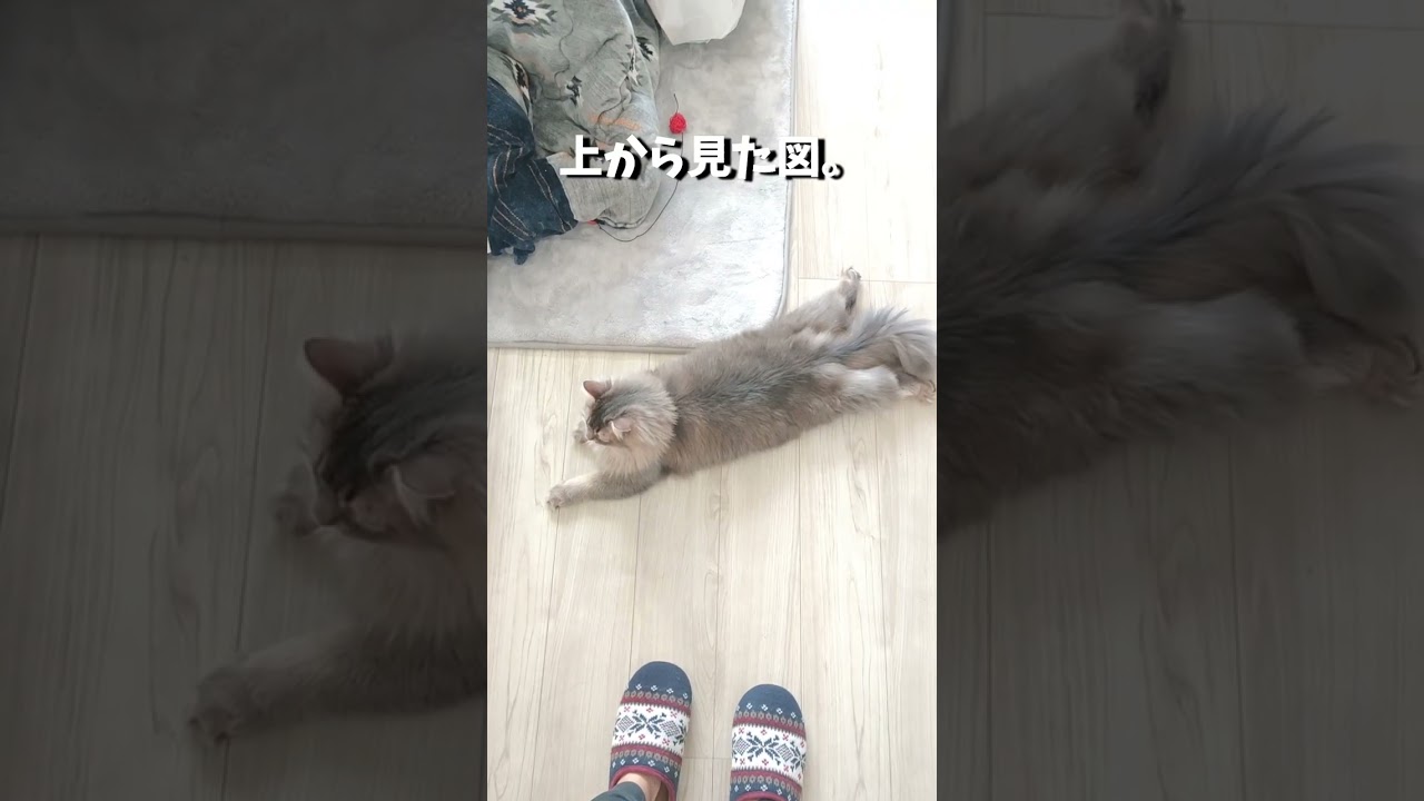 この座り方する猫ちゃん他にいますか？【サイベリアンのラフィ】#shorts