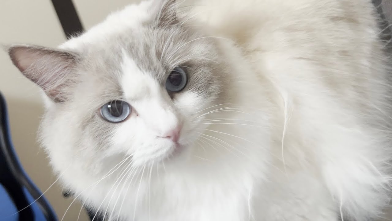 本気で猫パンチを連打するラグドール王子が可愛すぎたw【かわいい】