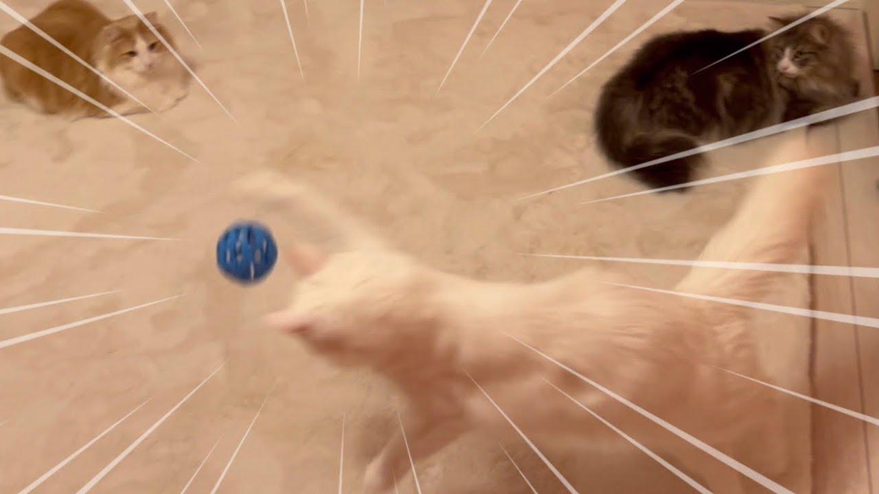 【最年長】おもちゃで遊んでくれた！ターキッシュアンゴラwww