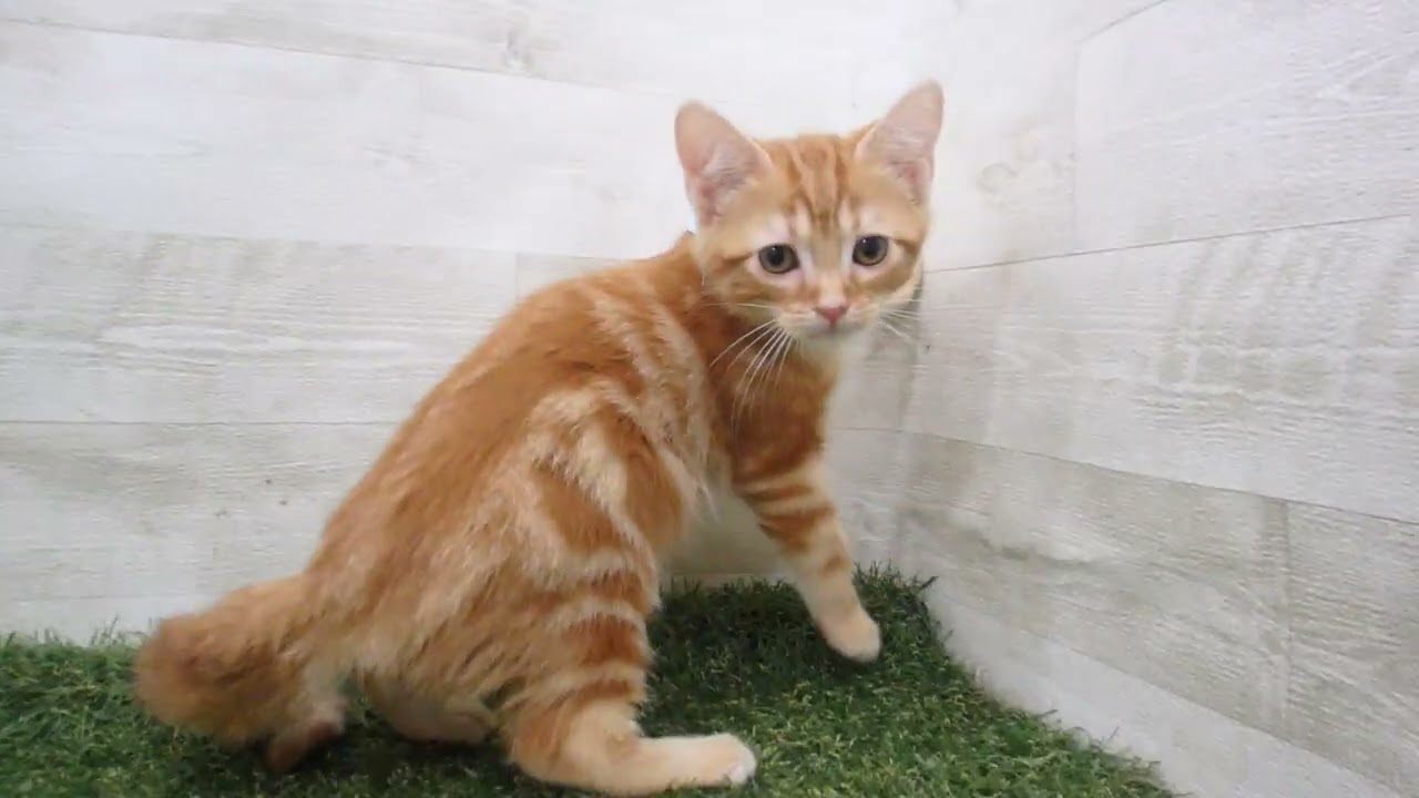 00593358 アメリカンショートヘアー