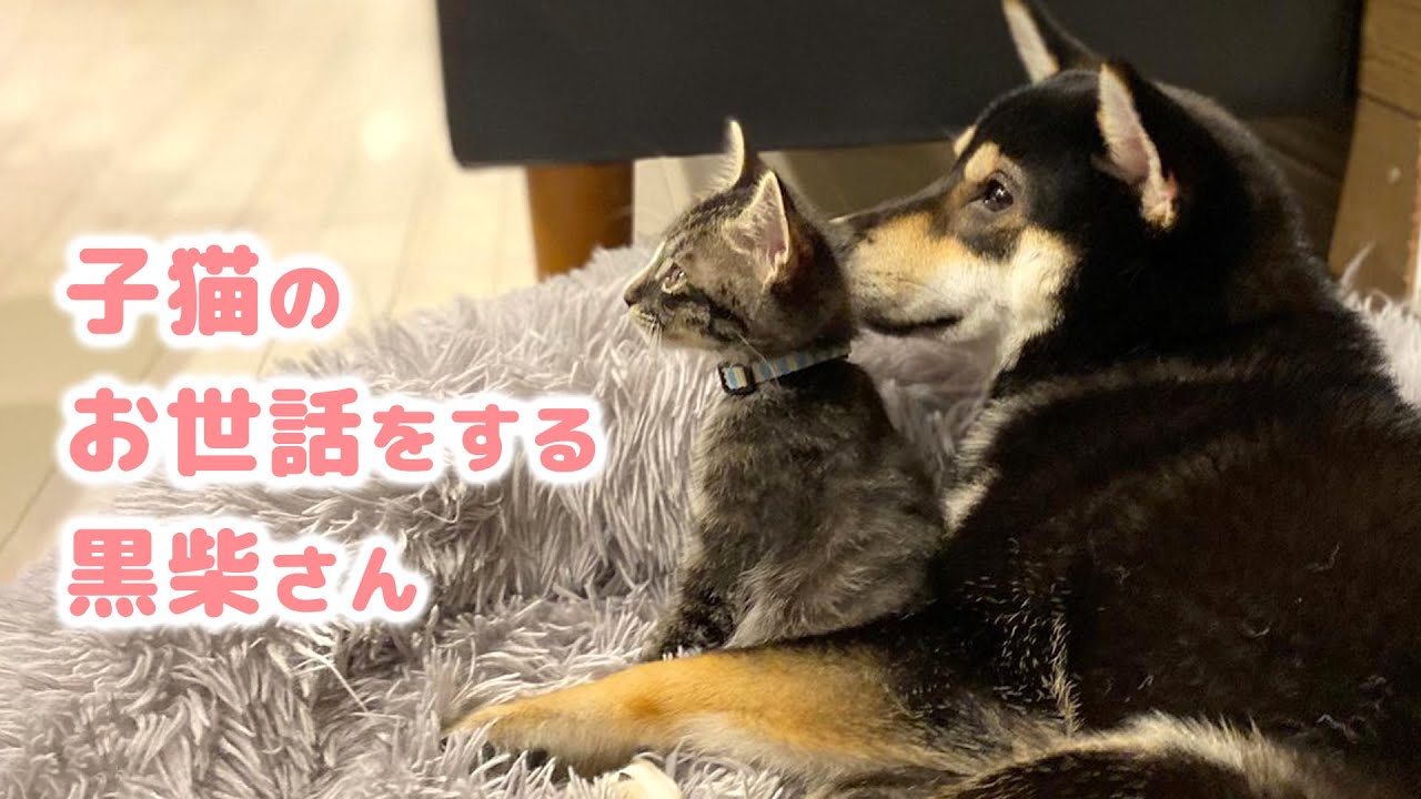 自ら子猫のお世話をする、菩薩のように優しい黒柴さん♪