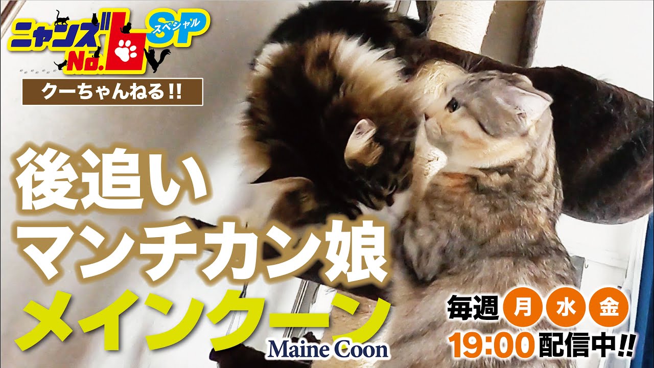 【メインクーン/Maine Coon】後追いマンチカン娘