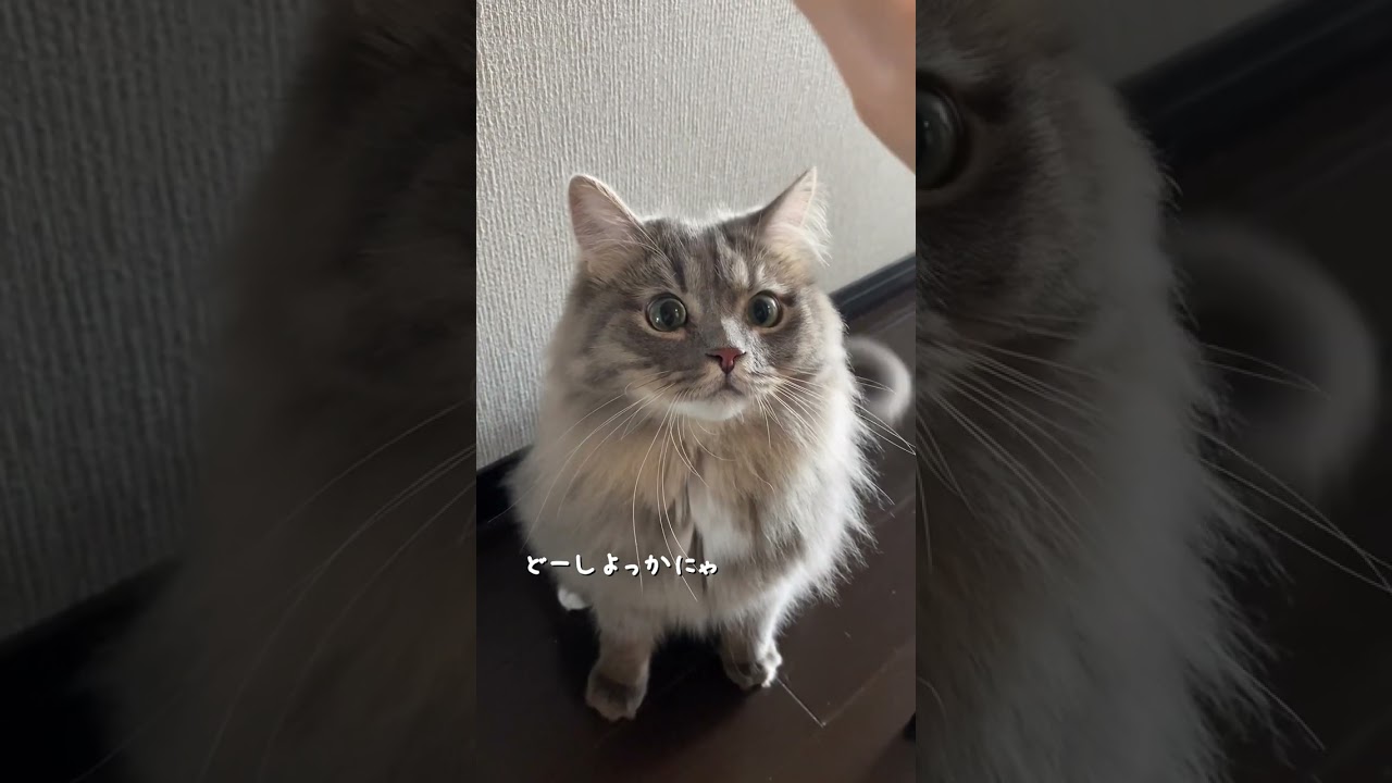 ハイタッチに付き合ってくれる優しい猫 #shorts