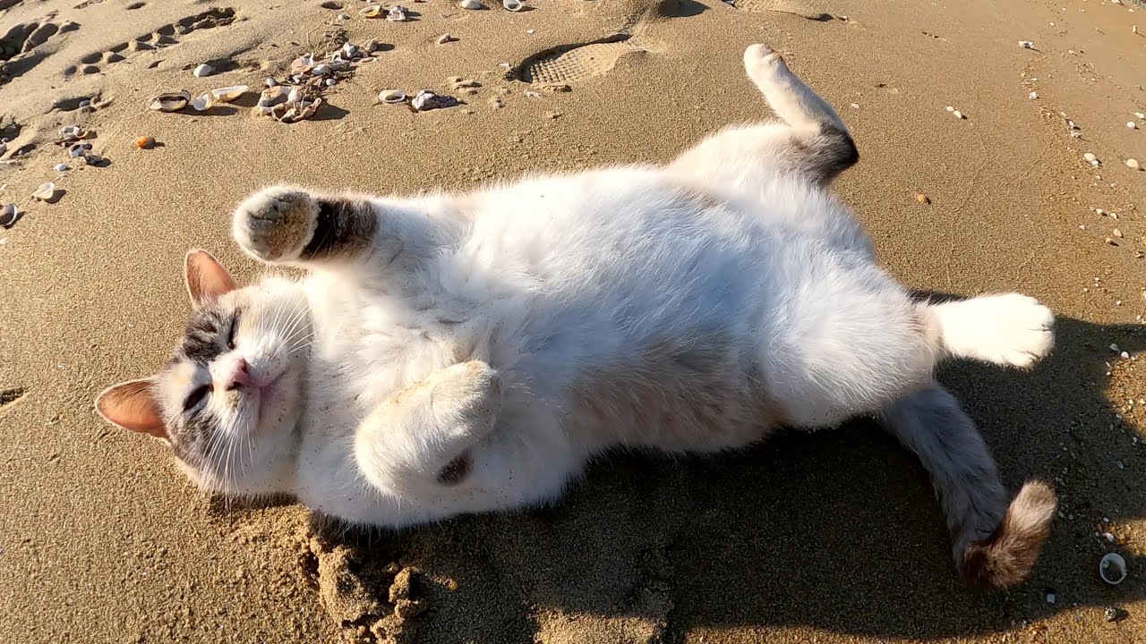 砂浜へ行くと、可愛らしいシャム猫がお腹を見せて甘えてきた