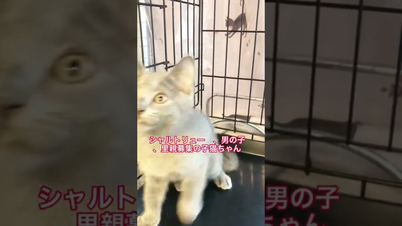 シャルトリュー　里親募集中子猫ちゃん　アゴはネコ