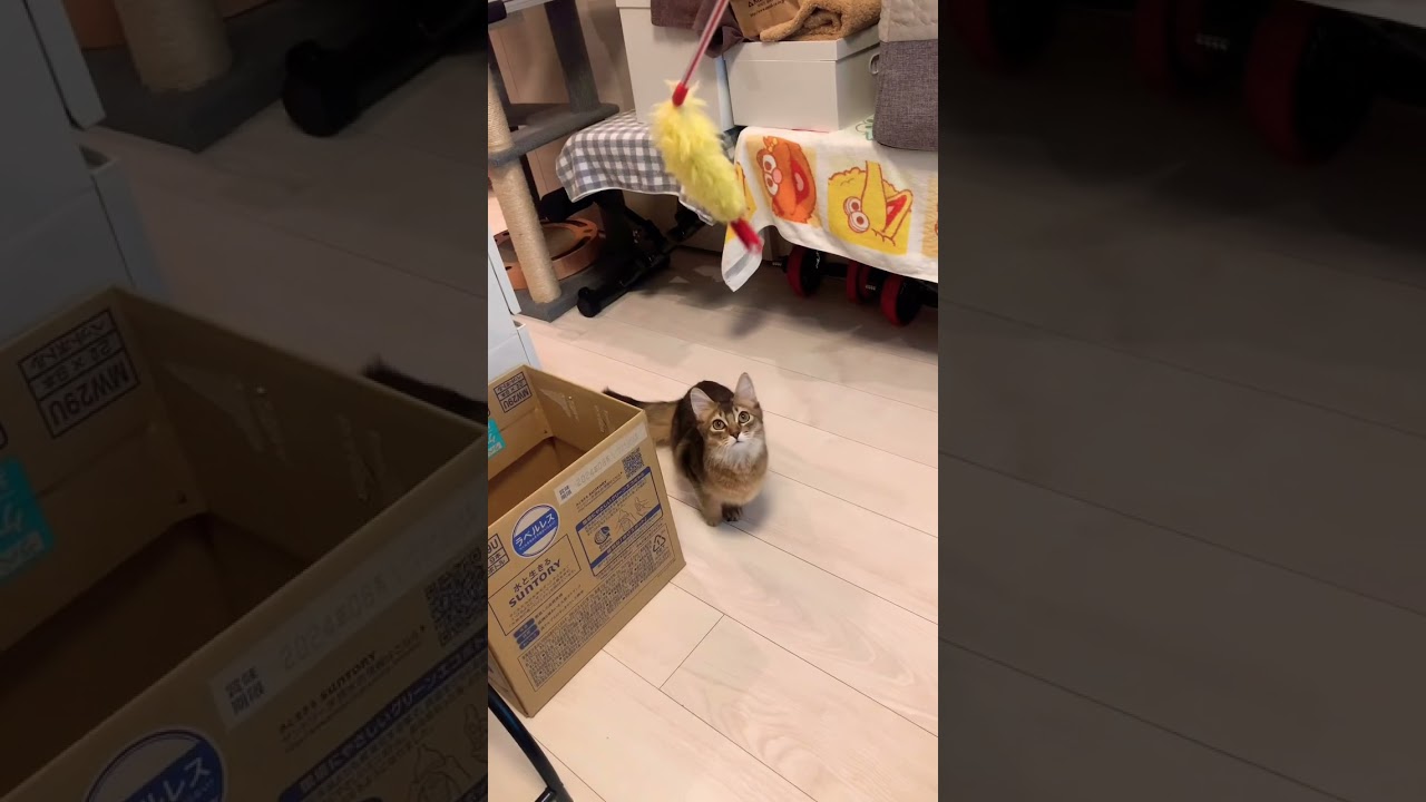 ジャンプが力強くなってきた子猫 #ソマリ #しっぽ吸い #猫動画