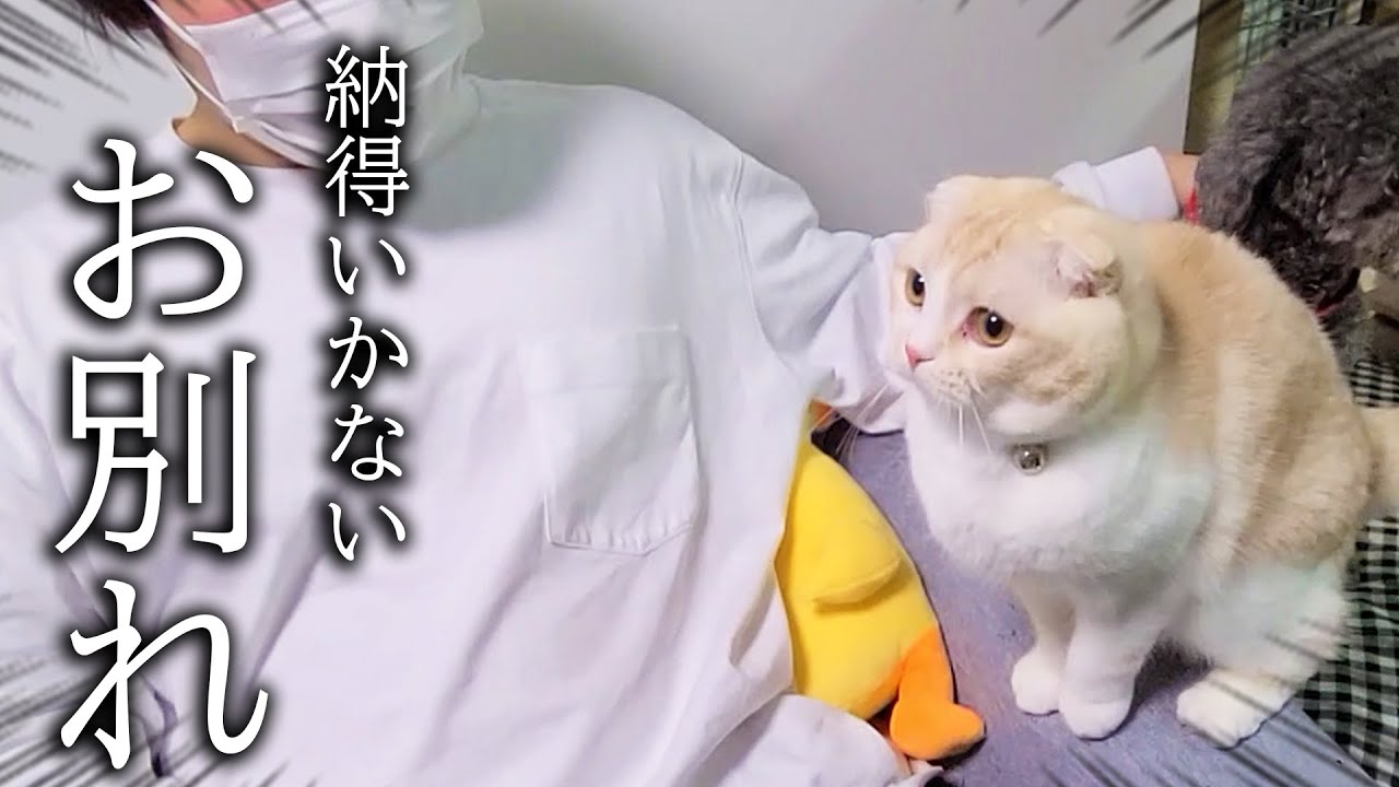 お兄ちゃんとの別れに納得いかず必死に探し回る子猫と犬達がこちら