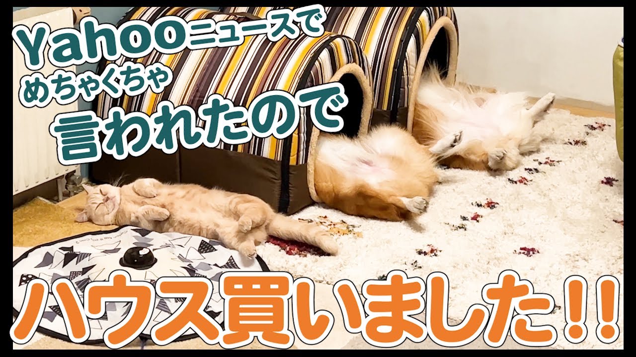 【100万再生突破】 Twitterで284万再生され、「ハウス買ってやれよ‼」と言われたので、買いました‼