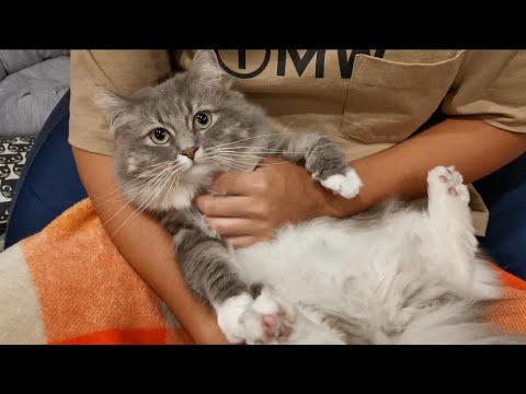 大型猫を抱っこすると得られる謎の安心感【サイベリアンのラフィ】#shorts