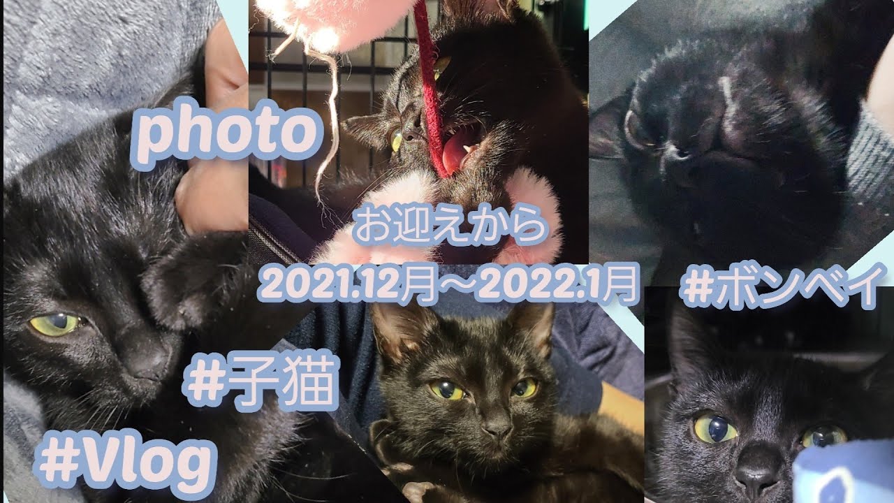 Vlog4【ボンベイ】お迎えから1月まで【柊】